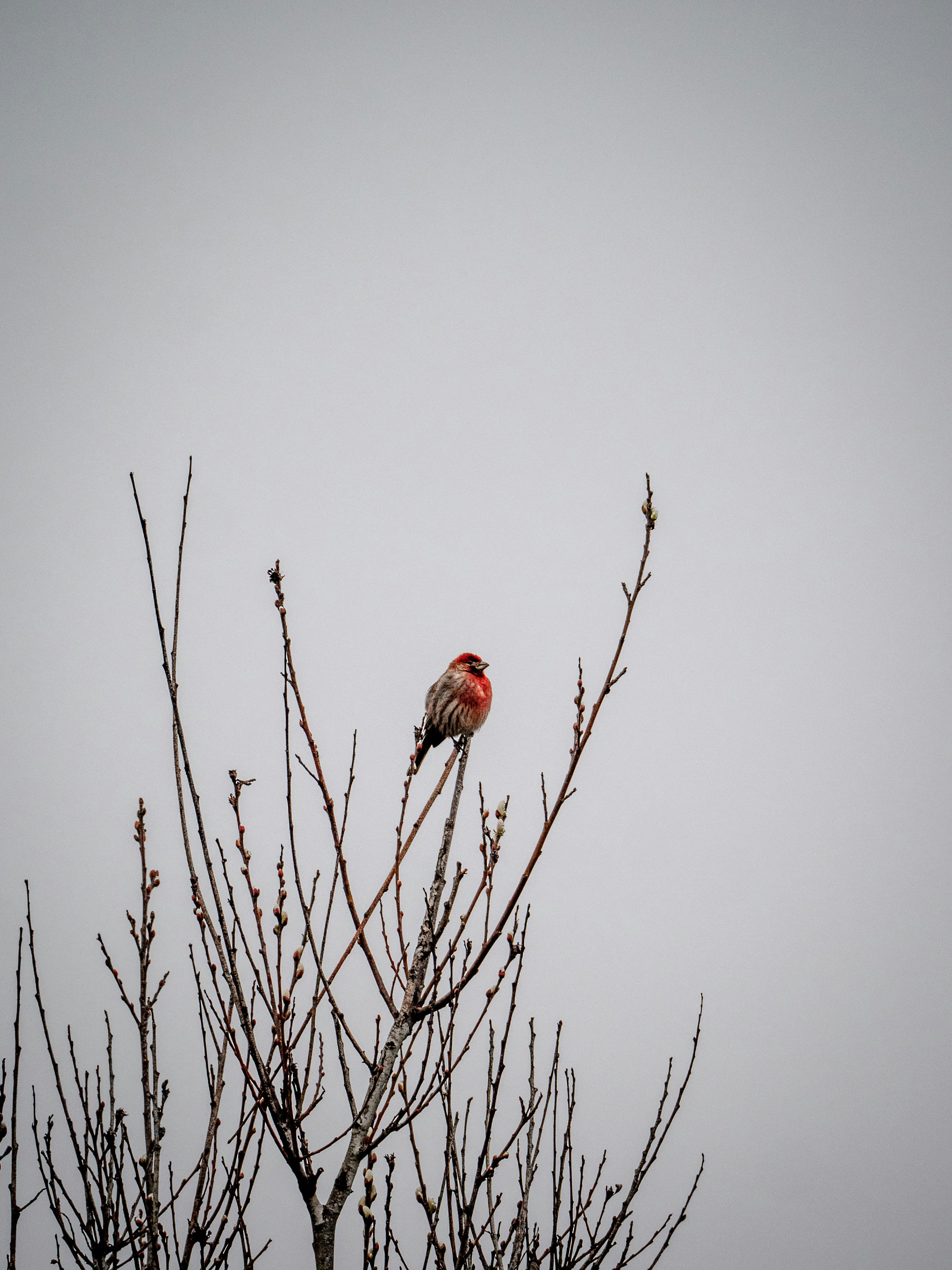 brown bird on brown tree branch during daytime